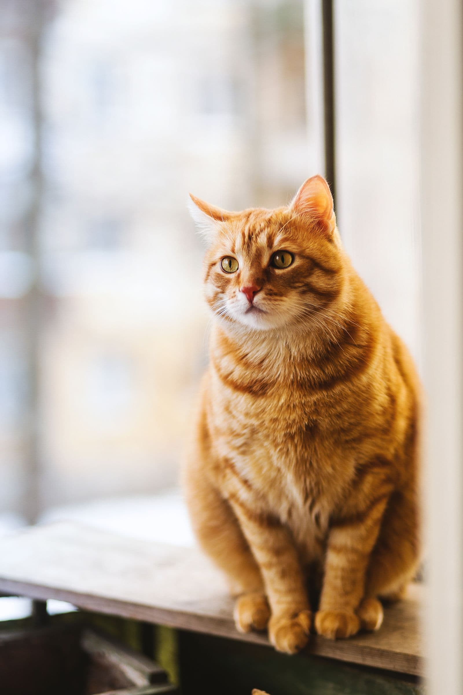 Gato atigrado naranja sentado junto a una ventana
