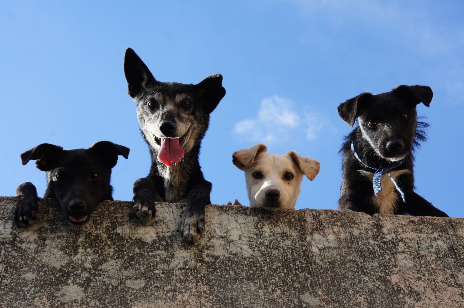 Cuatro perros asomándose juntos sobre un muro