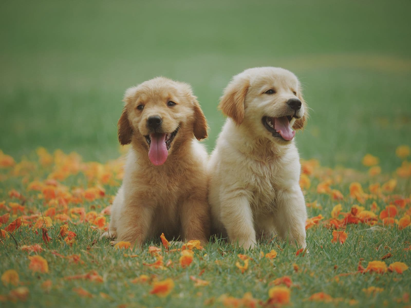 Dos cachorros golden retriever sentados en el pasto