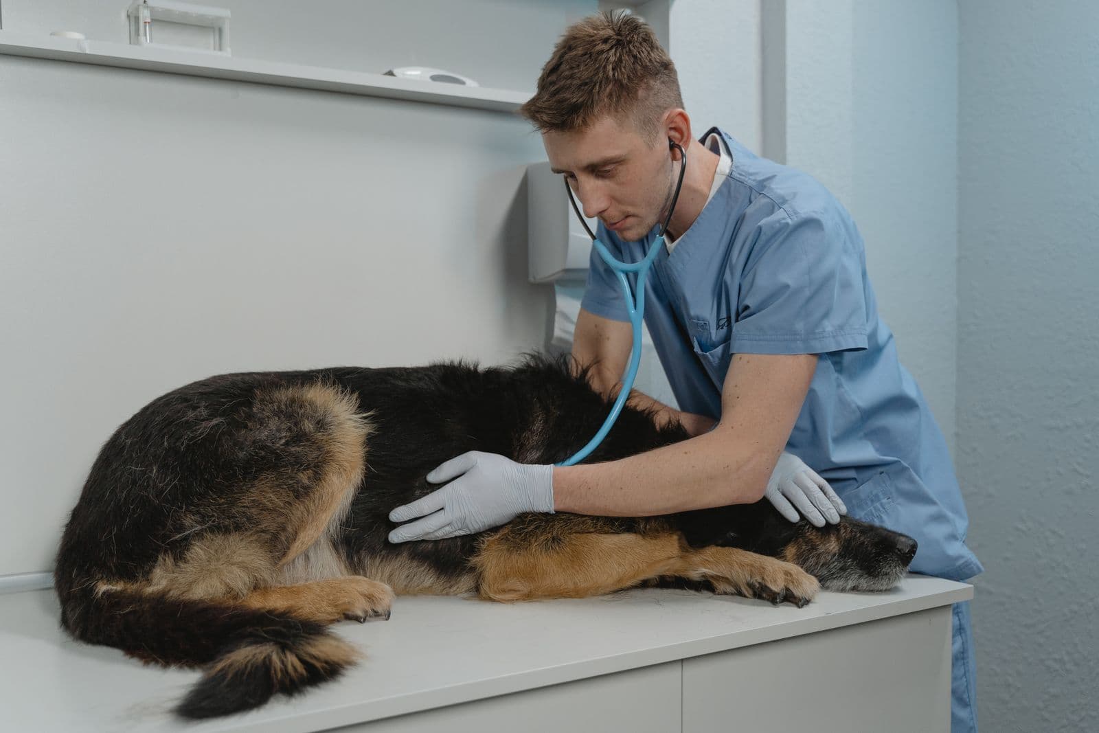 Veterinario auscultando a un perro ovejero en el consultorio